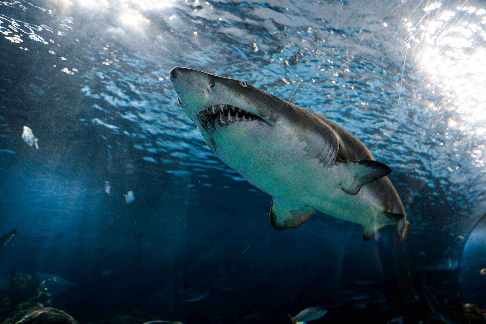 Income security is critical when if feels like you are swimming with sharks