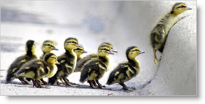 Ducks following a leader - photo credits Jim Rider - South Bend Tribune (https://www.biasecurities.com/photos/best_of_2003/picture1537.aspx)